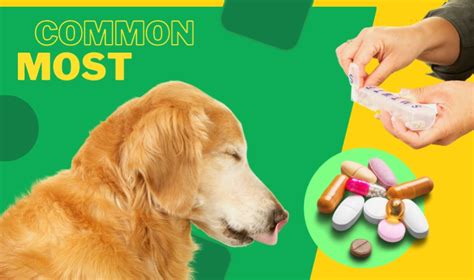 are generic dog medications as good
